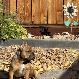 Our Good boy Bruno  a proud Gary Maria student.
