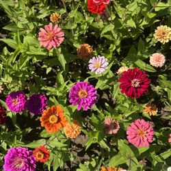 Dollie’s Farm