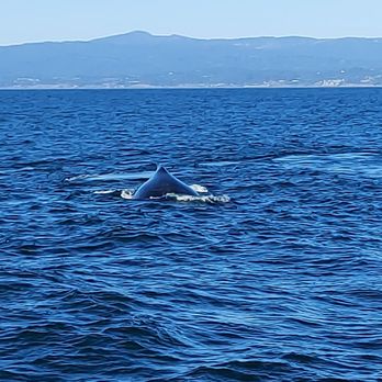 Discovery Whale Watch - Just exhaled - Whale Watching Tours Near Me - Monterey, California Discovery Whale Watch - Just exhaled - Whale Watching Tours Near Me - Monterey, California
