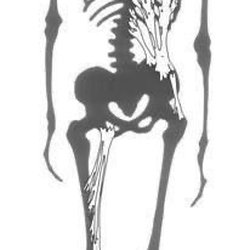 New York Myofascial & Bodyworks - Skeleton