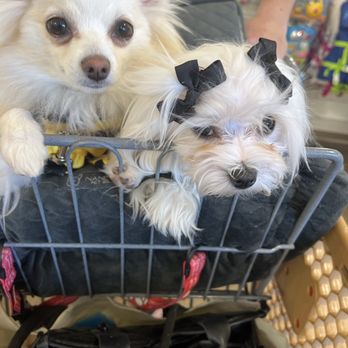 TJ Maxx - I love TJ Maxx! My little doggies, even love to shop here - Department Stores Near Me - Las Vegas, Nevada TJ Maxx - I love TJ Maxx! My little doggies, even love to shop here - Department Stores Near Me - Las Vegas, Nevada