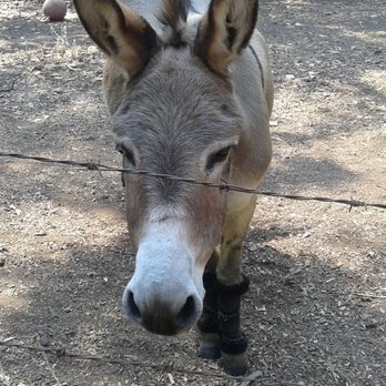 Barron Park Donkeys - Community Service/Non-Profit Near Me - Palo Alto, California Barron Park Donkeys - Community Service/Non-Profit Near Me - Palo Alto, California