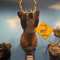 The Wacky Taxidermy and Miniatures Museum