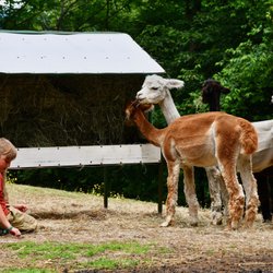 High Country Animals