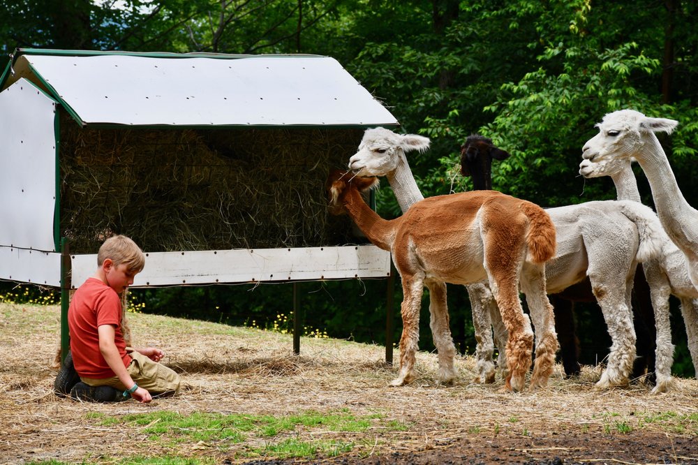 High Country Animals - equestrian in Waitsfield, VT