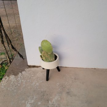 Thunderbird Hotel - Simple cactus - Hotels Near Me - Marfa, Texas