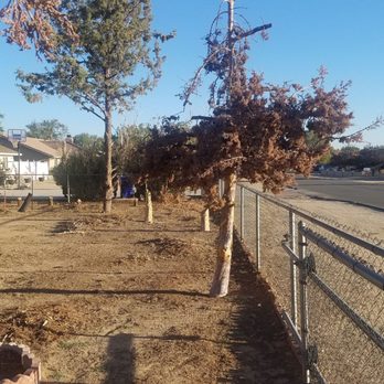 Desert Heat Yard Clean Up - Tree Services Near Me Desert Heat Yard Clean Up - Tree Services Near Me