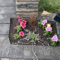 Dragonfly Farms - Back Yard