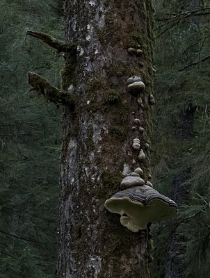 Alaska Rainforest Sanctuary by null