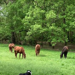 Bittersweet Acres Stable