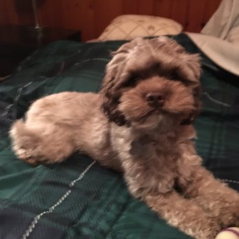 Herman's Hangout - Rita! So much more confident after time with Tammy - Pet Training Near Me - Fort Atkinson, Wisconsin Herman's Hangout - Rita! So much more confident after time with Tammy - Pet Training Near Me - Fort Atkinson, Wisconsin