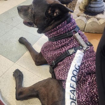 Abbott Valley Veterinary Center - Zoey at one of her monthly arthritis shot/cancer check appointments - Veterinarians Near Me - Cumberland, Rhode Island