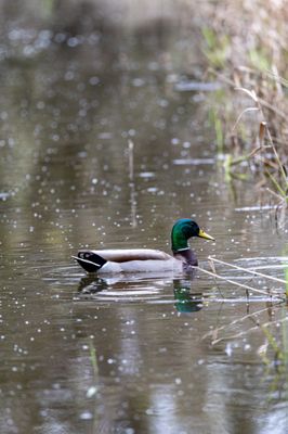 Laguna de Santa Rosa Trail by null