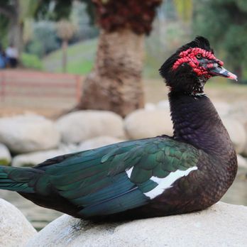 Ford Park - Parks Near Me - Redlands, California Ford Park - Parks Near Me - Redlands, California