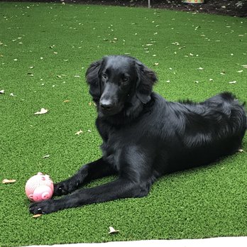 LawnPop - Our pup is happy! - Artificial Turf Near Me - Austin, Texas