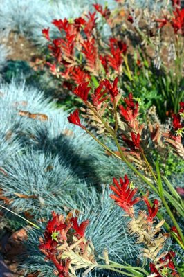 Land of Compassion Buddha by null