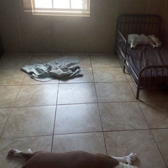 Family Pet Retreat - Prince enjoying his room on the cool floor - Pet Boarding Near Me - Spring, Texas Family Pet Retreat - Prince enjoying his room on the cool floor - Pet Boarding Near Me - Spring, Texas