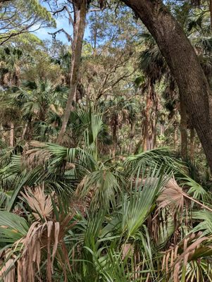 Hunting Island by null