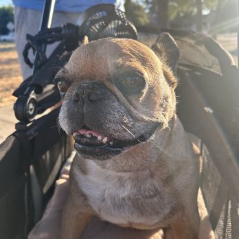Topa Mountain Animal Hospital - Coco in her doggie stroller, happy to cruise Ojai again! - Veterinarians Near Me - Oak View, California Topa Mountain Animal Hospital - Coco in her doggie stroller, happy to cruise Ojai again! - Veterinarians Near Me - Oak View, California