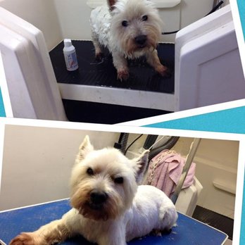 On the Ball - Pet Groomers Near Me