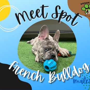 Doggie House Pet Shop - Meet our current and past fur-pals! Call (945) 400-7286 for available puppies. - Pet Breeders Near Me - Plano, Texas Doggie House Pet Shop - Meet our current and past fur-pals! Call (945) 400-7286 for available puppies. - Pet Breeders Near Me - Plano, Texas