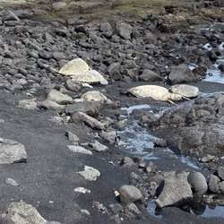 49 Black Sand Beach - Sea turtles