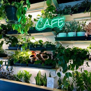 Pure Roots - Selection of plants for sale and to give off some great vibes! - Coffee & Tea Near Me - Hamburg, New York