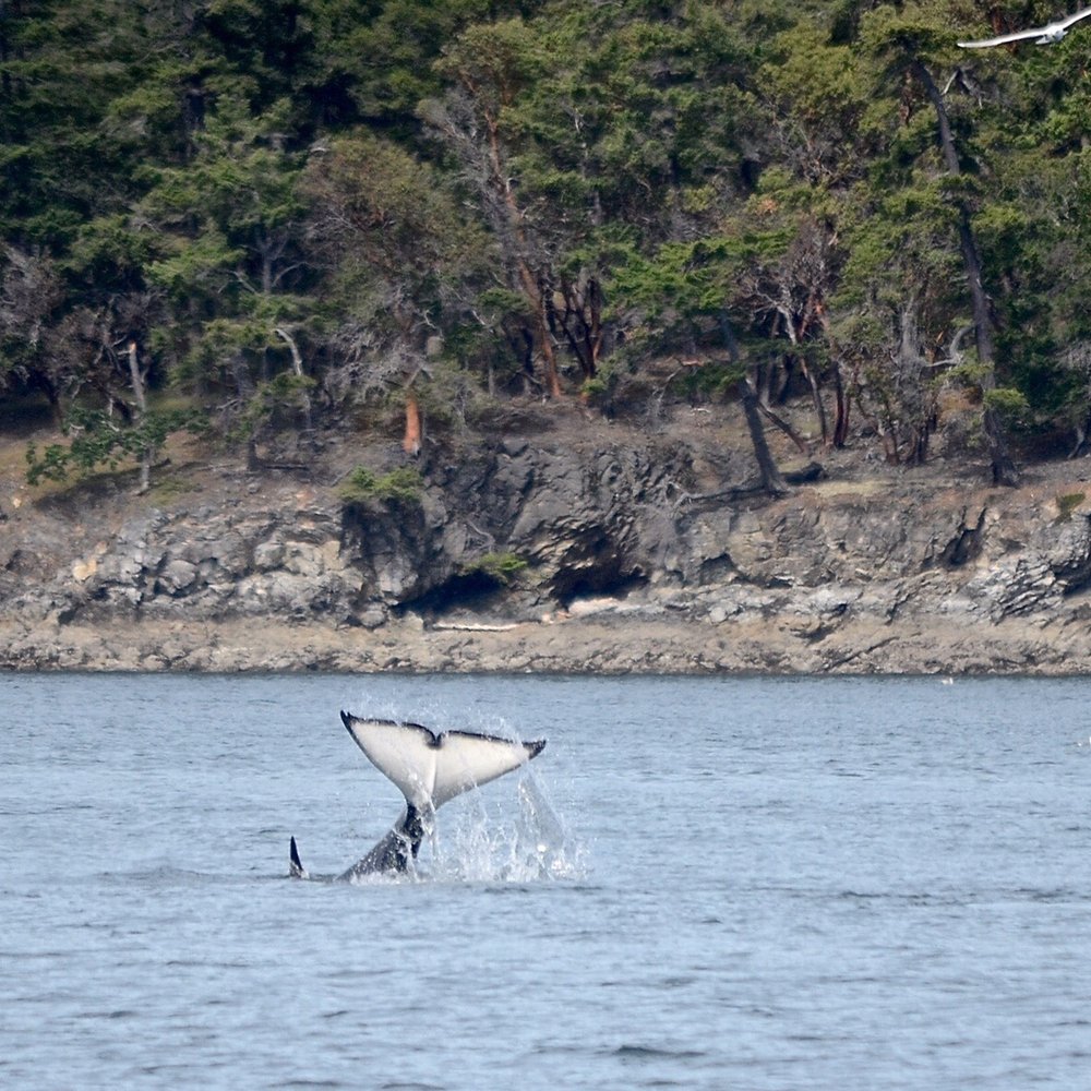 Maya's Legacy Whale Watching - One of THREE baby killer whales playing together! - Whale Watching Tours Near Me - Friday Harbor, Washington Maya's Legacy Whale Watching - One of THREE baby killer whales playing together! - Whale Watching Tours Near Me - Friday Harbor, Washington