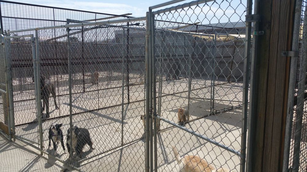 R B KENNELS AND GROOMING Updated September 2024 16082 Middle Pike