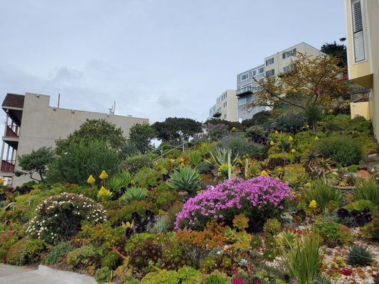 16th Avenue Tiled Steps by null