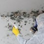 Photo of Breathe Easy Mold Removal