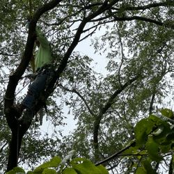 Saltz Tree Services