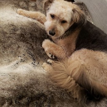 Animal House Buckhead - My sweet dog - Pet Groomers Near Me - Atlanta, Georgia Animal House Buckhead - My sweet dog - Pet Groomers Near Me - Atlanta, Georgia