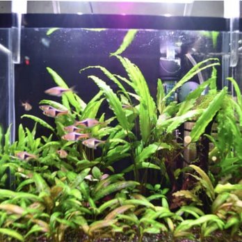 Reef Fresh - Fresh Water Planted Tank - Aquariums Near Me Reef Fresh - Fresh Water Planted Tank - Aquariums Near Me
