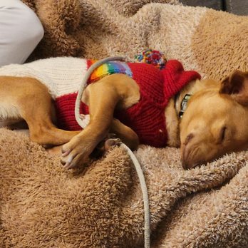 Dog Gone Seattle - Pet Adoption Near Me