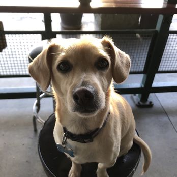 Dog Den - Pet Groomers Near Me - Anaheim, California Dog Den - Pet Groomers Near Me - Anaheim, California