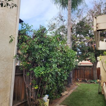 Rudy Tree Service - Tree Services Near Me