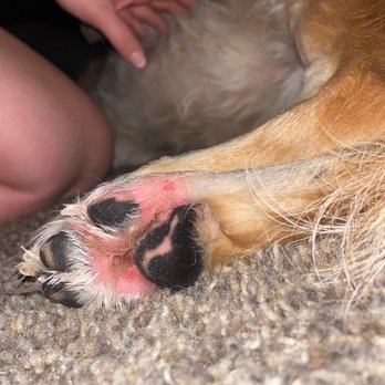 The Med Spaw - Chewing & licking his own feet until he removed layers of his own skin & bit a whole is his paw pad  that caused infection. - Veterinarians Near Me - Las Vegas, Nevada