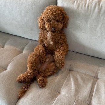 My Puppy Crush - Theo - Pet Breeders Near Me My Puppy Crush - Theo - Pet Breeders Near Me