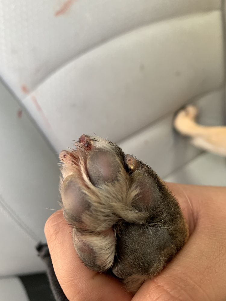 DOGGY LAND GROOMING 124 Photos & 117 Reviews Pet Groomers 9047