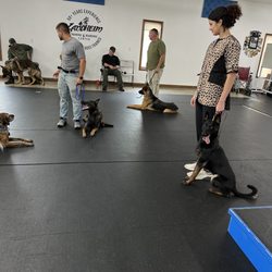 Landheim Training & Boarding - A training session with the distractions of a variety of dogs and people. Such amazing progress.