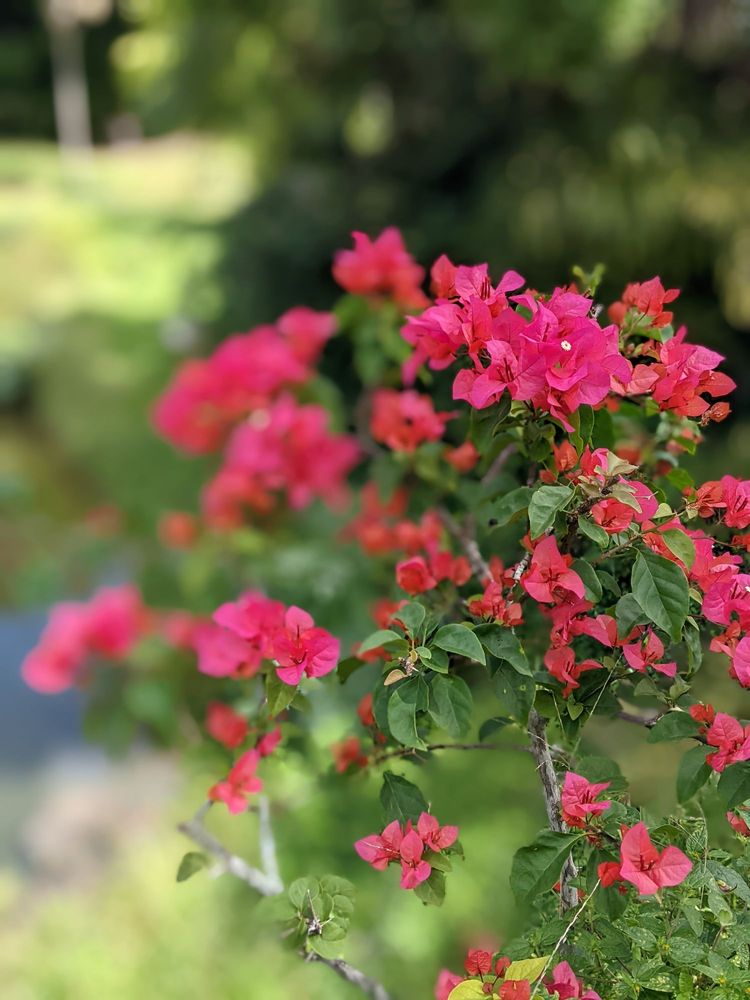 Jardin Botanico Image