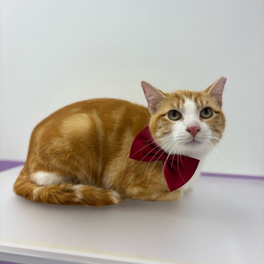 Pawssentials - Garfield after his grooming appointment - Pet Groomers Near Me - Milpitas, California