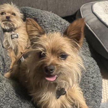At Your Paws - Diva & Kona before - Pet Groomers Near Me At Your Paws - Diva & Kona before - Pet Groomers Near Me