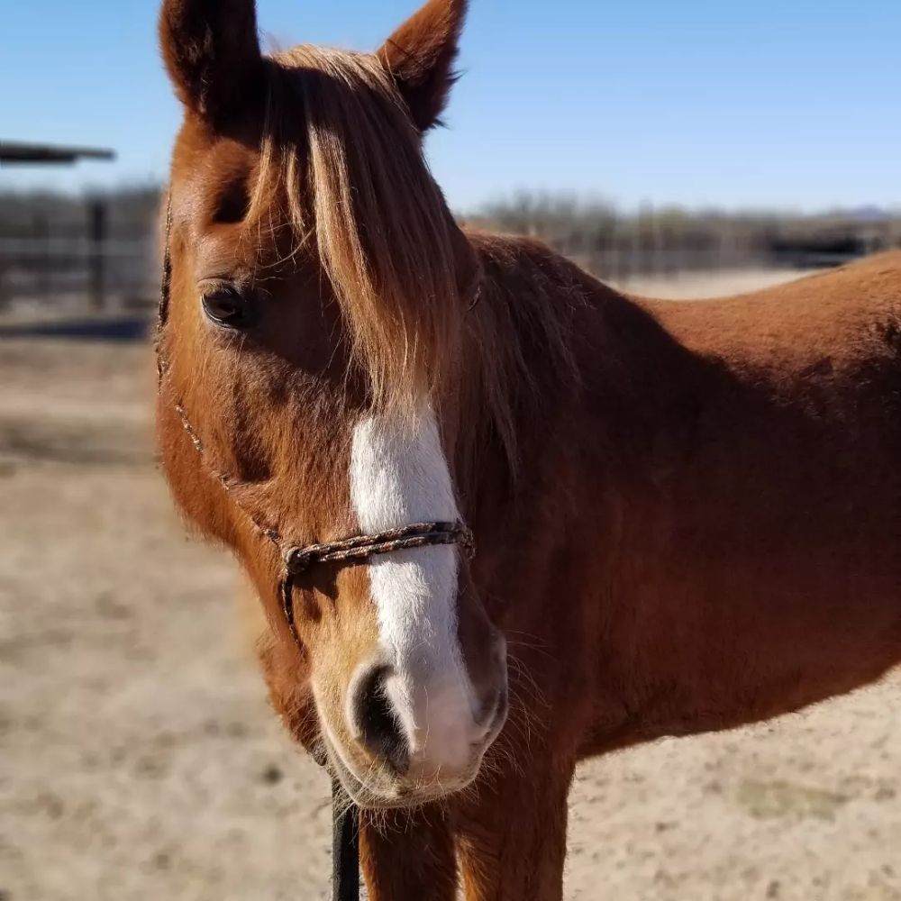 Rose Riding - equestrian in Tucson, AZ