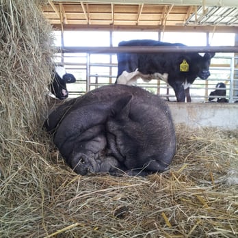 Calder Dairy & Farm - Ice Cream & Frozen Yogurt Near Me - Carleton, Michigan