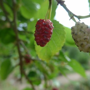 Wangeliner Garten - Botanical Gardens Near Me - Buchberg, MV
