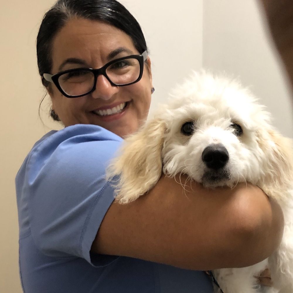 Spaying And Neutering Taylor Low Cost Pet Spay And Neuter