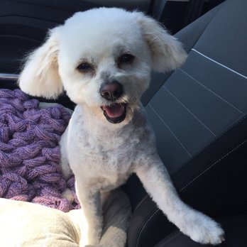 G G Grooming - They groomed her exactly how I wanted her done. Thank you again! - Pet Groomers Near Me - Garden Grove, California