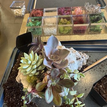 ILoveTus Succulents - Nurseries & Gardening Near Me - Los Angeles, California